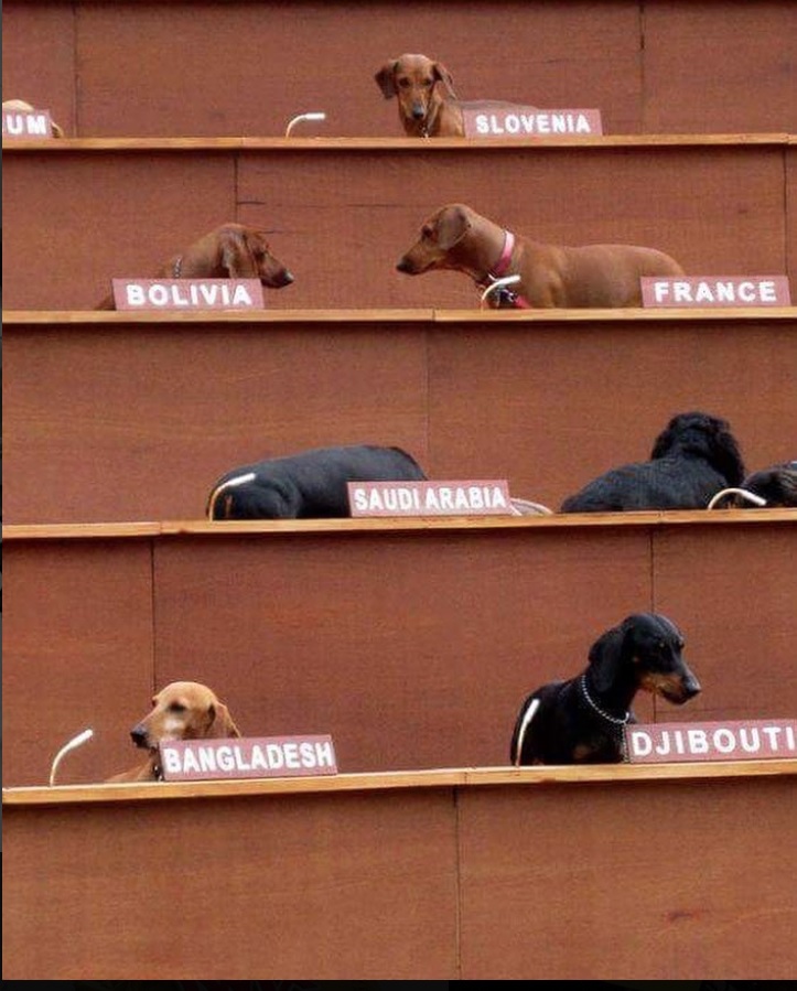 Dachshund in their seats with their designated countries