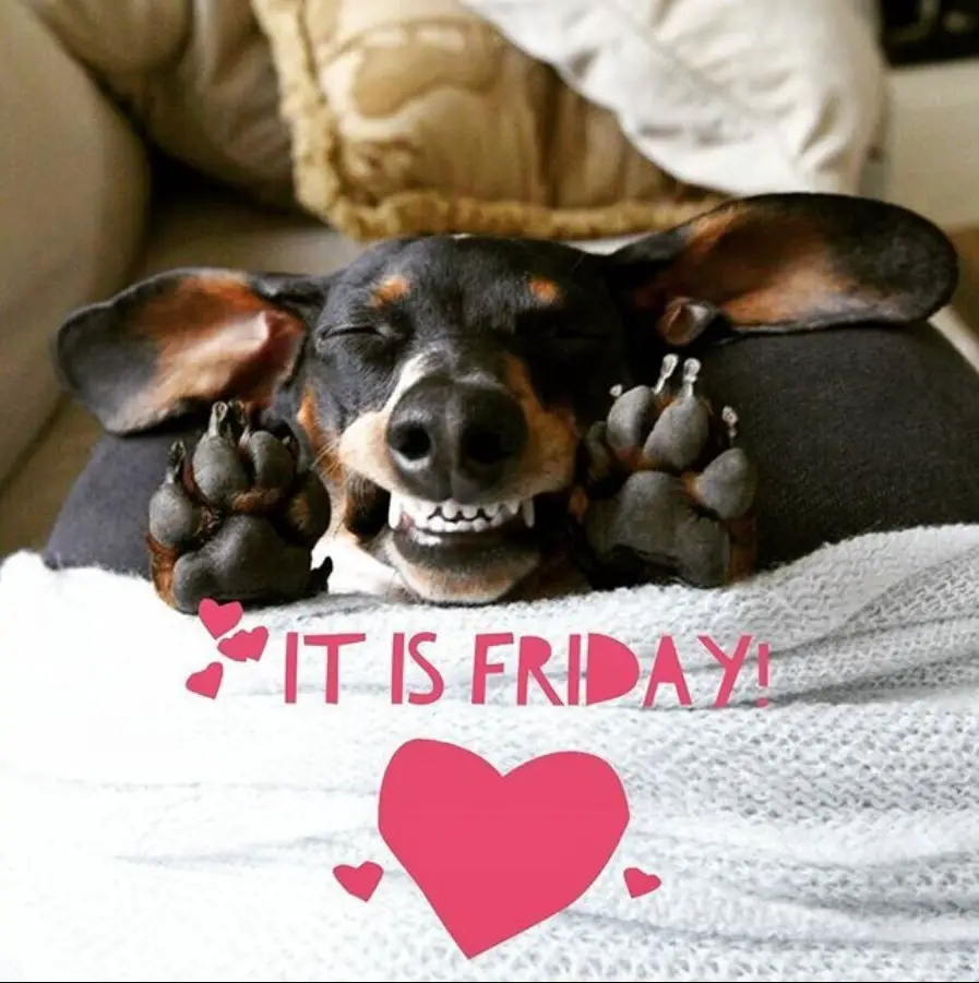 face of a smiling Dachshund in between its two paws while the rest of its body are under the blanket photo with a text-It's Friday!