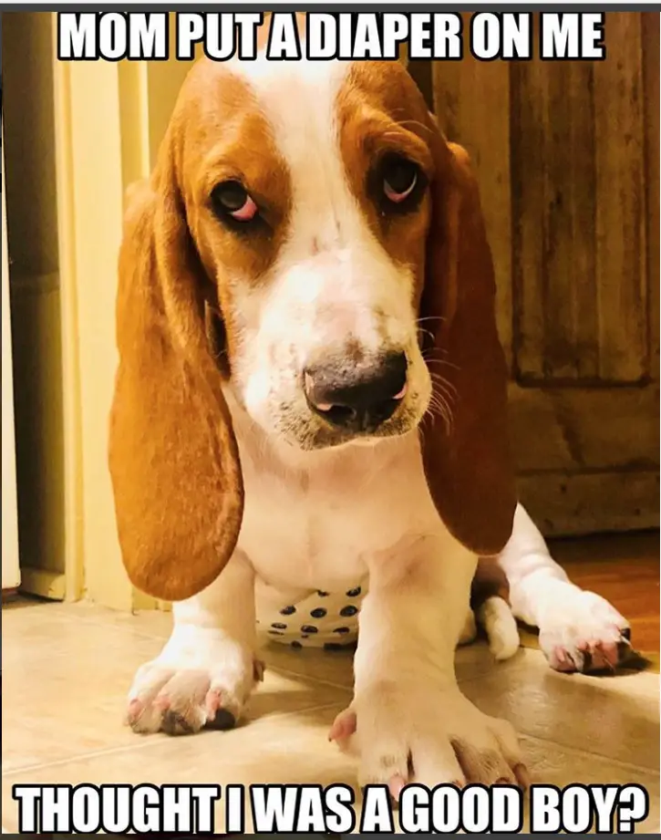 Basset Hound sitting on the floor photo with a text 