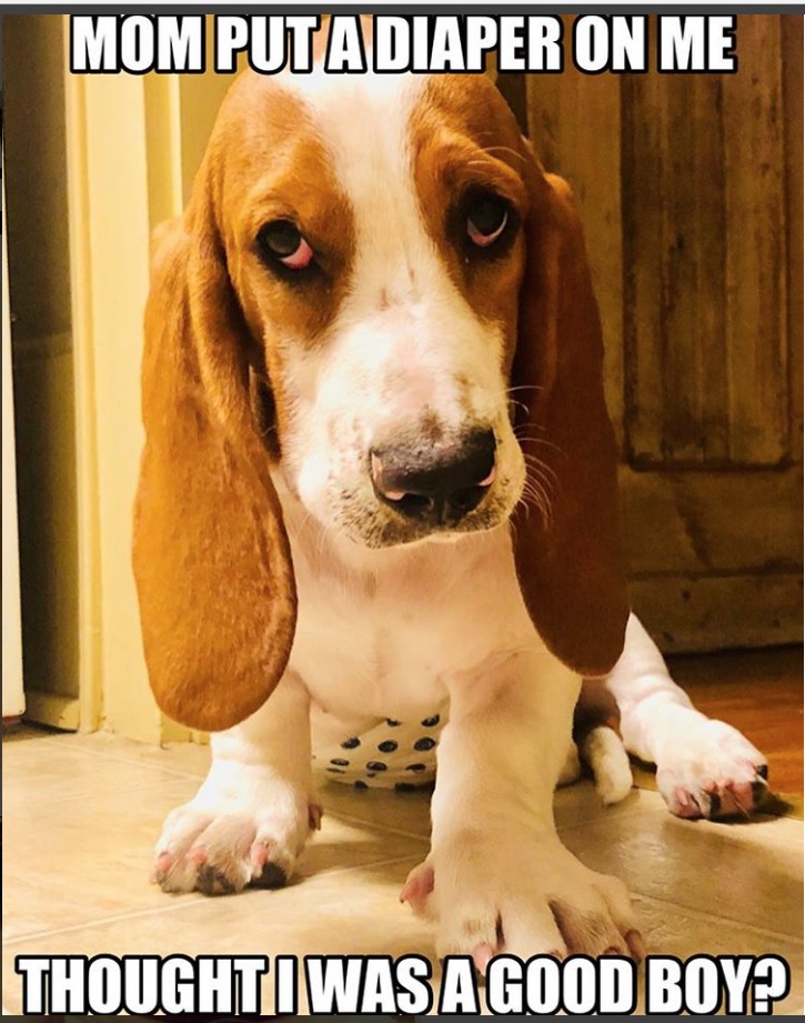 Basset Hound sitting on the floor photo with a text 