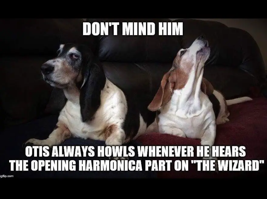 two Basset Hounds and the other one is howling photo with a text 