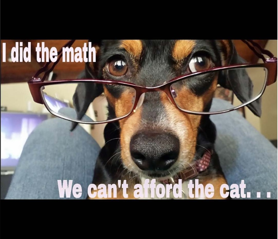 Dachshund in between the thighs of a woman while wearing sunglasses photo with text- I did the math we can't afford the cat