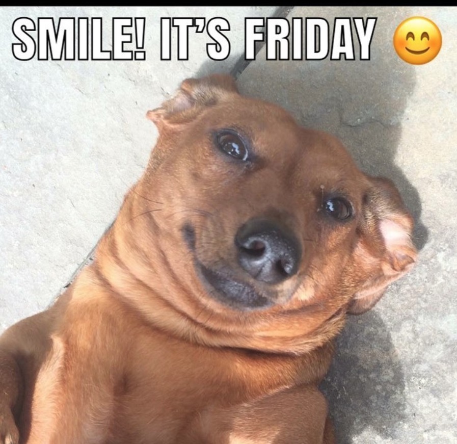 Dachshund lying on the floor with its sweet face photo with text