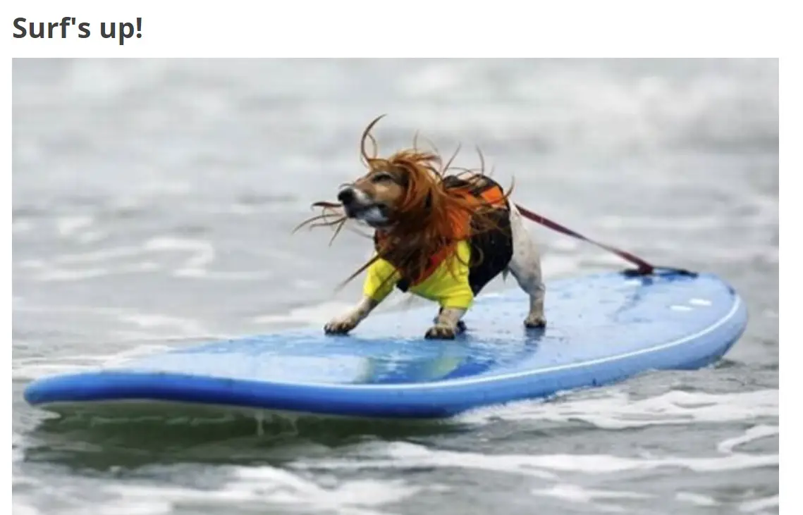 A dog surfing at the beach photo with caption- Surf's up!