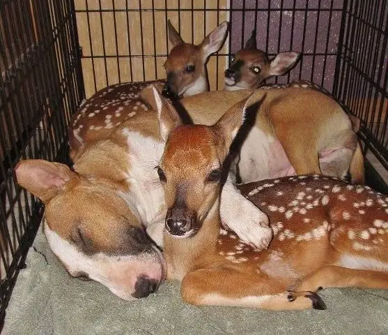 English Bull Terrier sleeping inside the crate with deers