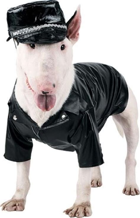 English Bull Terrier in biker outfit
