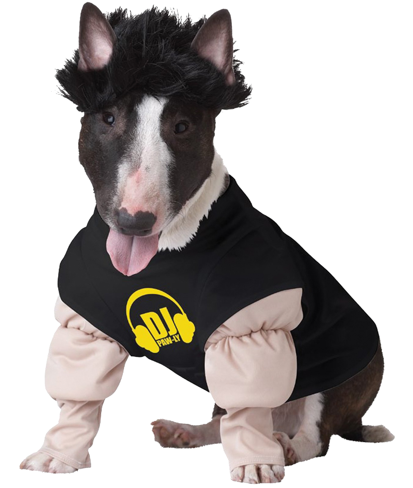 English Bull Terrier in DJ outfit