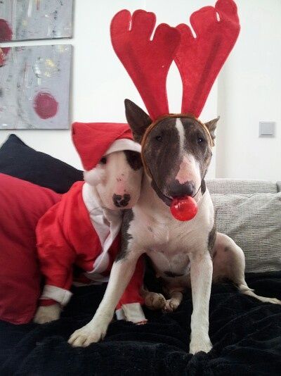 two English Bull Terriers in Reindeer and Santa clause costume