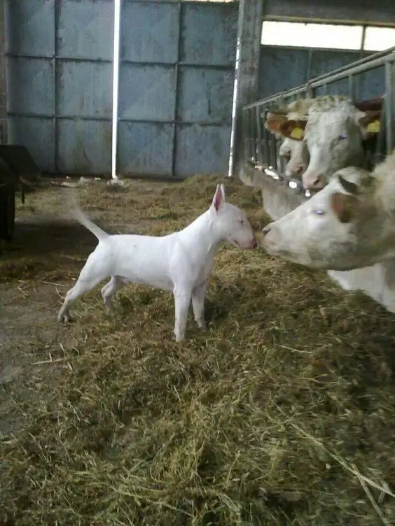 English Bull Terrier being smelled by a cow in the farm
