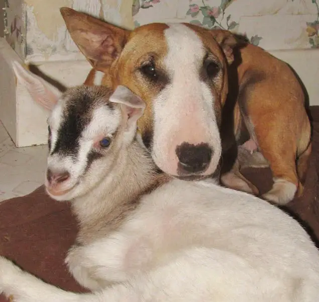 English Bull Terrier on the floor with a goat