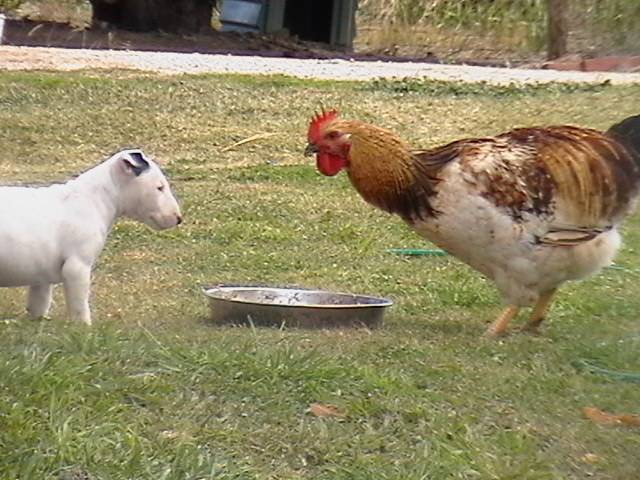 English Bull Terrier looking at a Hen