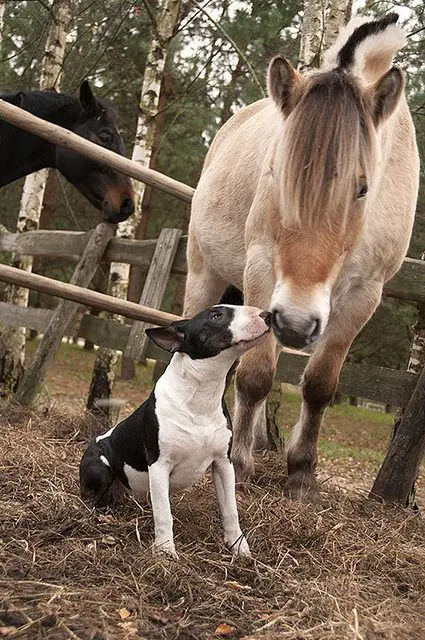 English Bull Terrier smelling the nose of a horse