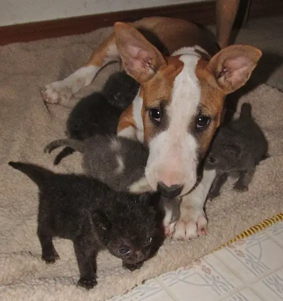 English Bull Terrier lying on the carpet with kittens