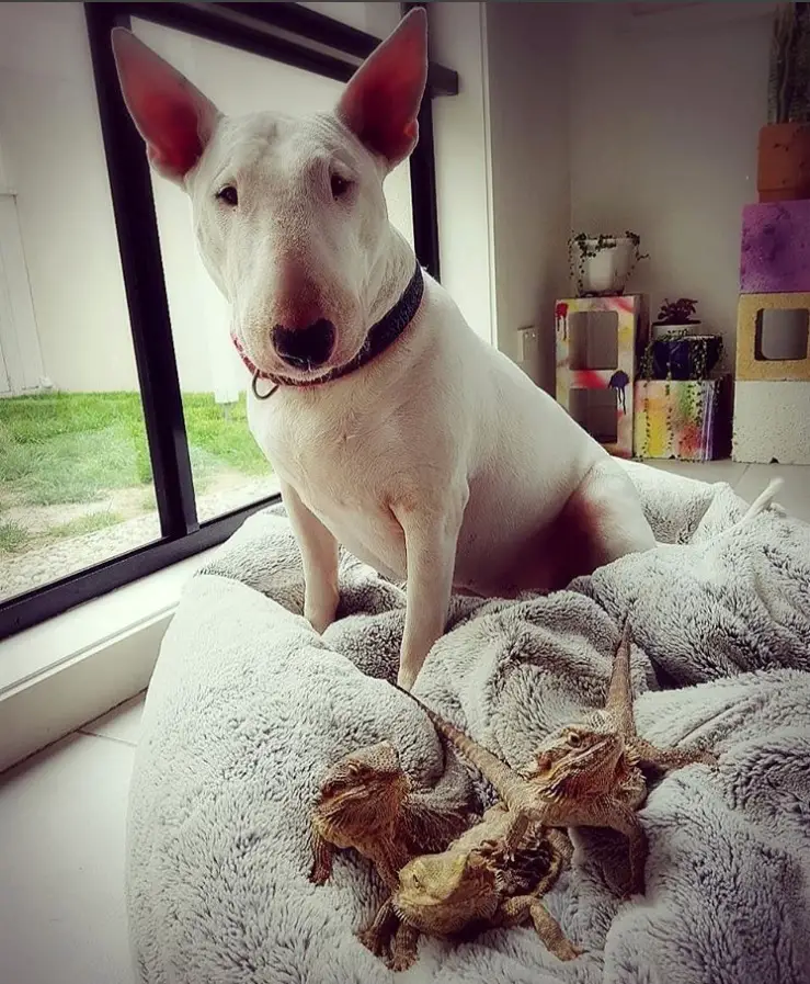 English Bull Terrier sitting on its bed with three cameleons