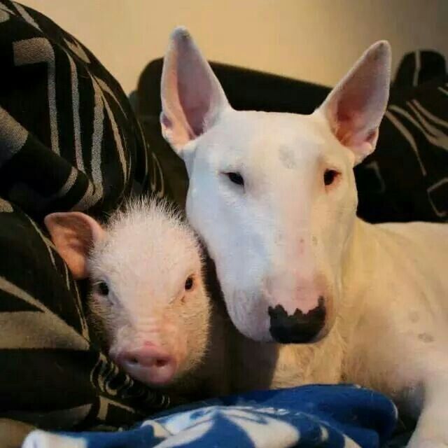 English Bull Terrier on the couch with a pig