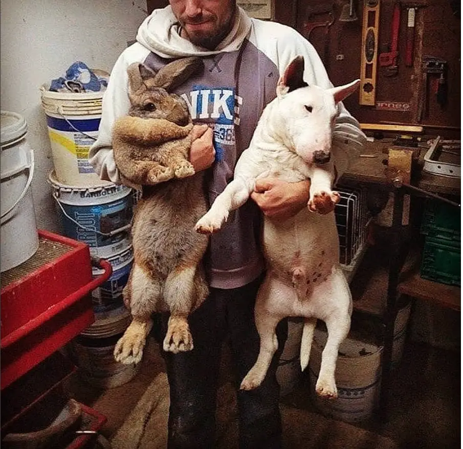 a man holding an English Bull Terrier and a rabbit
