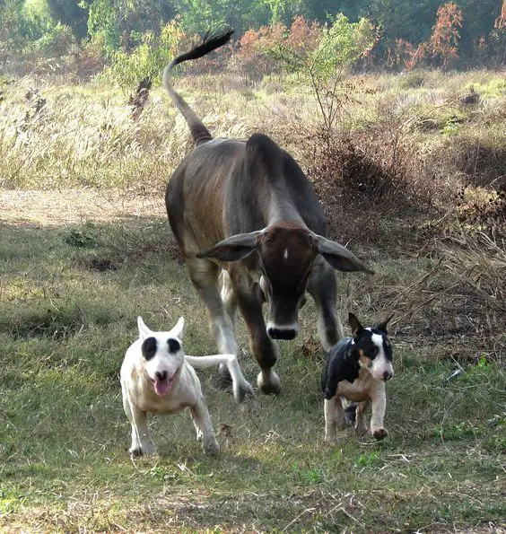 two English Bull Terriers running away from a Bull