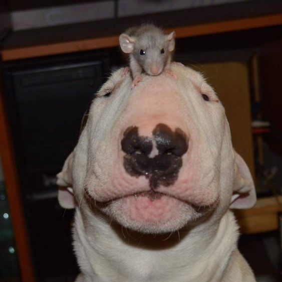 English Bull Terrier with a mouse on top of its head