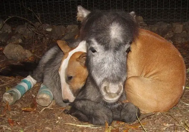 English Bull Terrier curled up sleeping on top of a pony