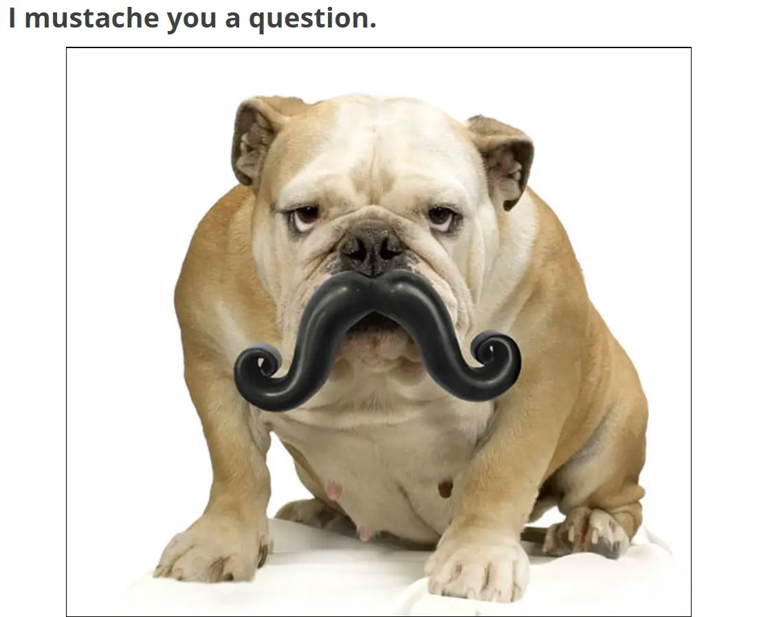 An English Bulldog with mustache toy in its mouth photo with text - I mustache you a question.