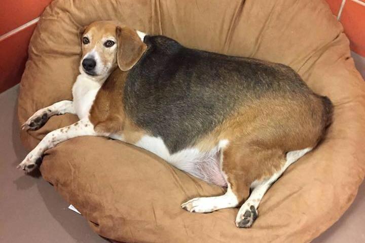 A chubby Beagle lying on its bed