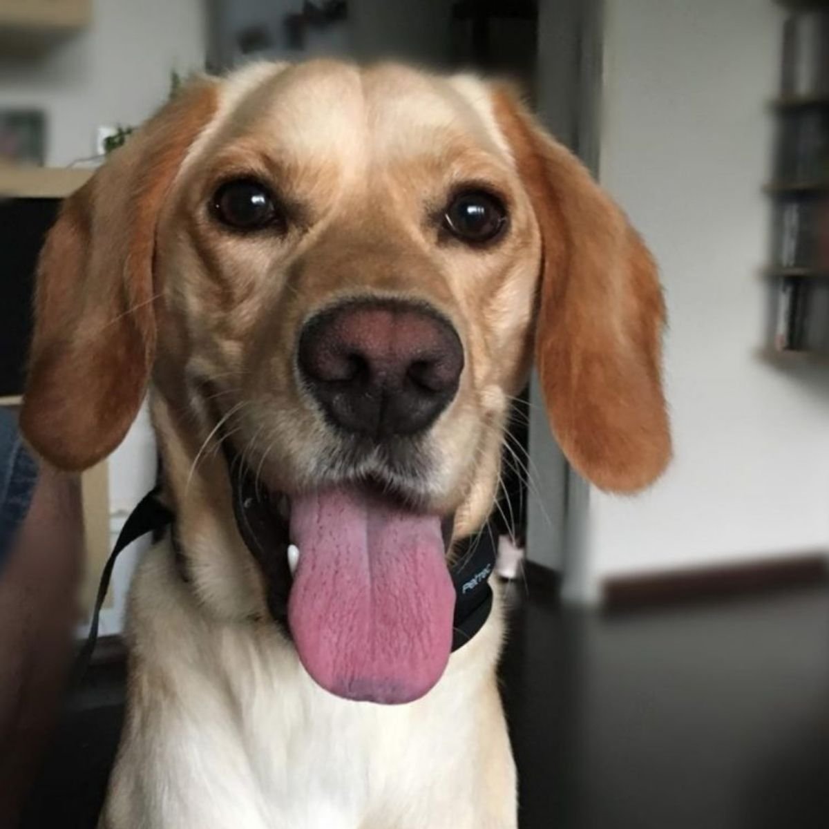 18 Unusual Beagle Lab Mixes That Prove Mutts Are The Ultimate Cuties