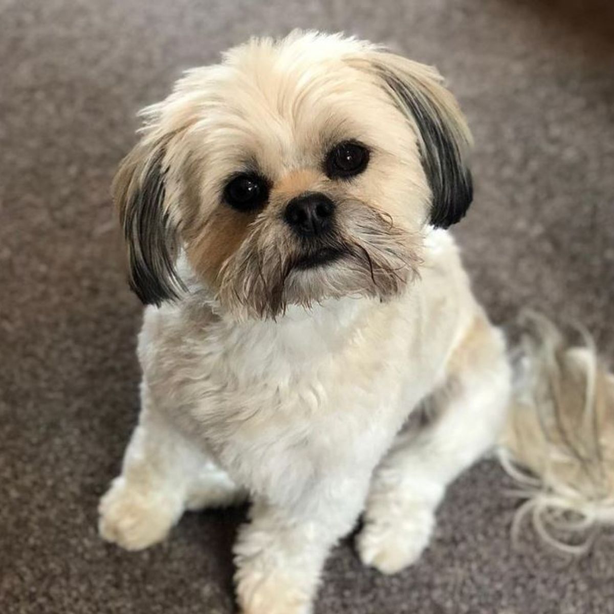15 Shih Tzus Mixed With Chihuahuas - The Paws