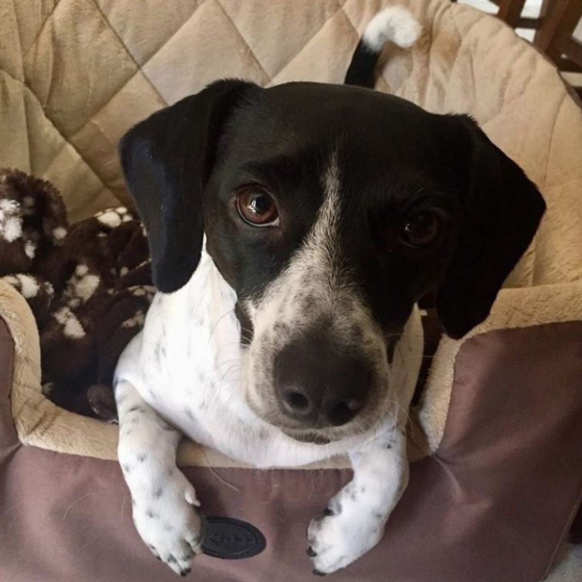 16 Chihuahua Beagle Mixes That Will Melt Your Heart - The Paws