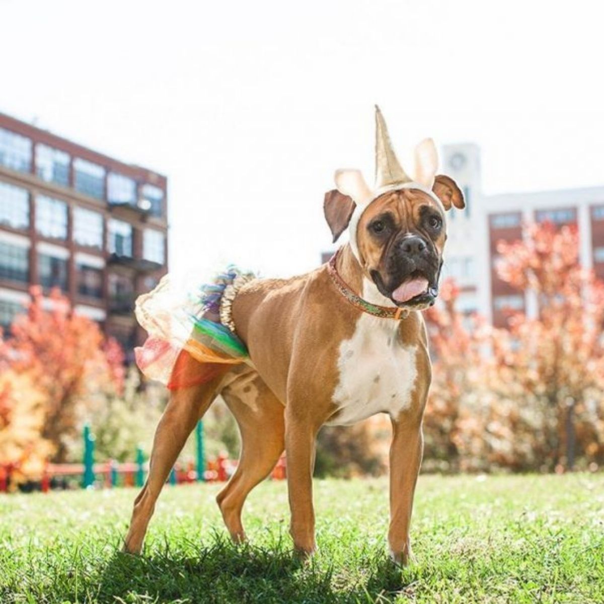 17 Best Halloween Costumes For Boxer Dogs The Paws 17-best-halloween-costumes-for-boxer-dogs-the-paws