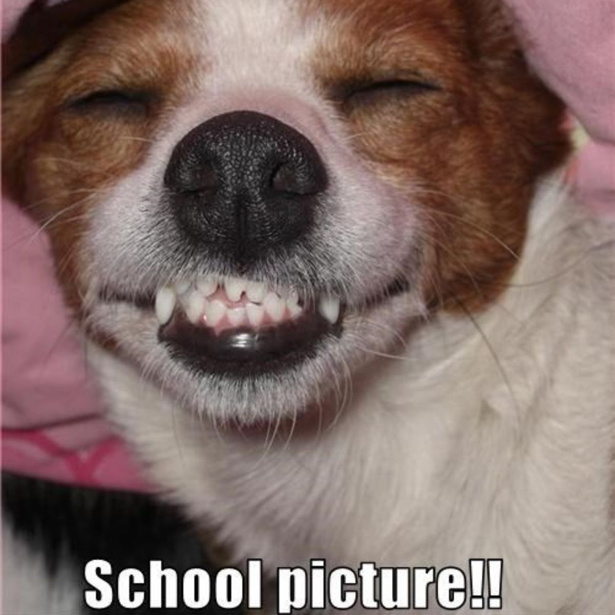 19 Funny Pics (Memes) Of Jack Russell Terriers - The Paws 19 Funny Pics (Memes) Of Jack Russell Terriers - The Paws