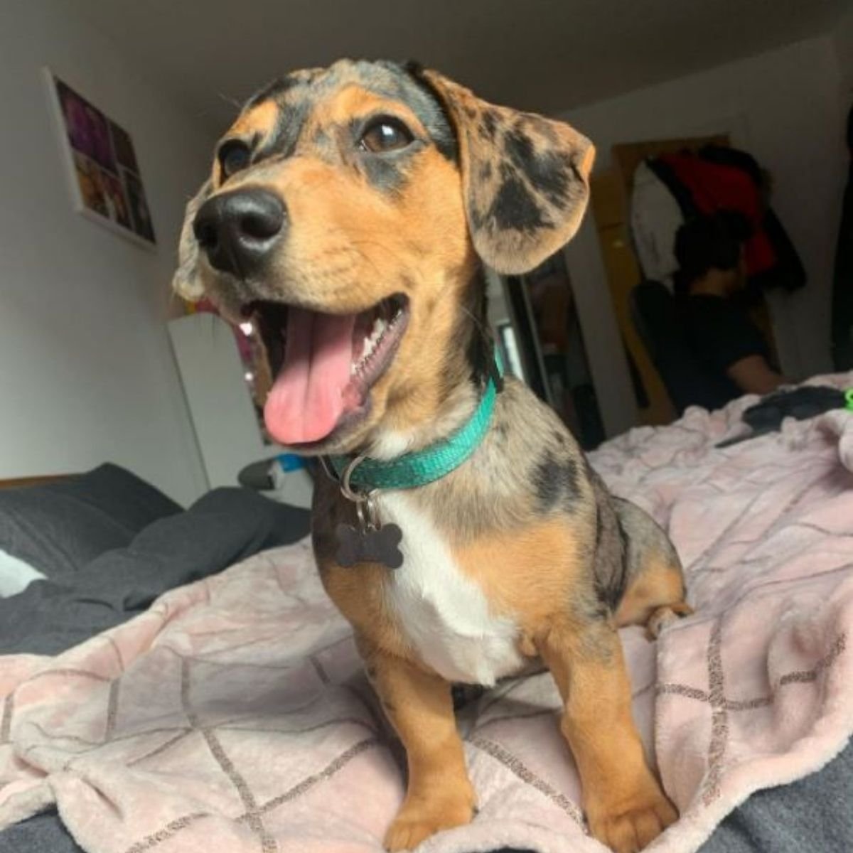 15 Jack Russell Terriers Mixed With Dachshund The Paws