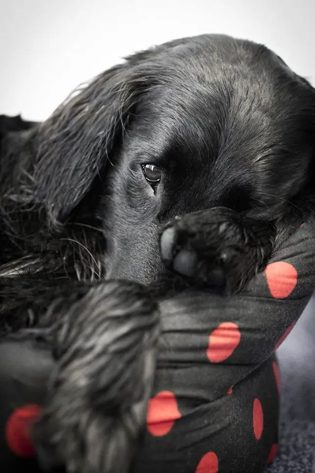 A Flat-Coated Retriever lying on its bed
