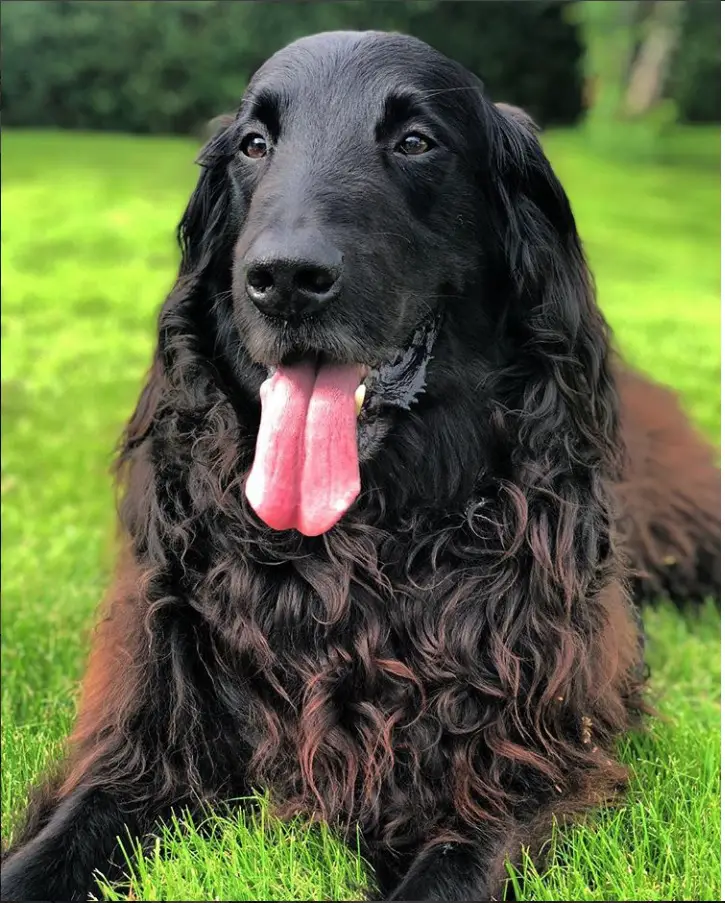 A curly Flat-Coated Retriever lying on the grass with its tongue out