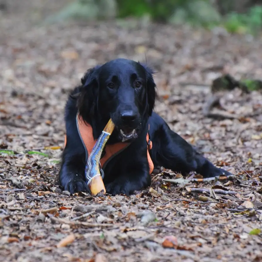 A Flat-Coated Retriever lying on the ground while biting its toy