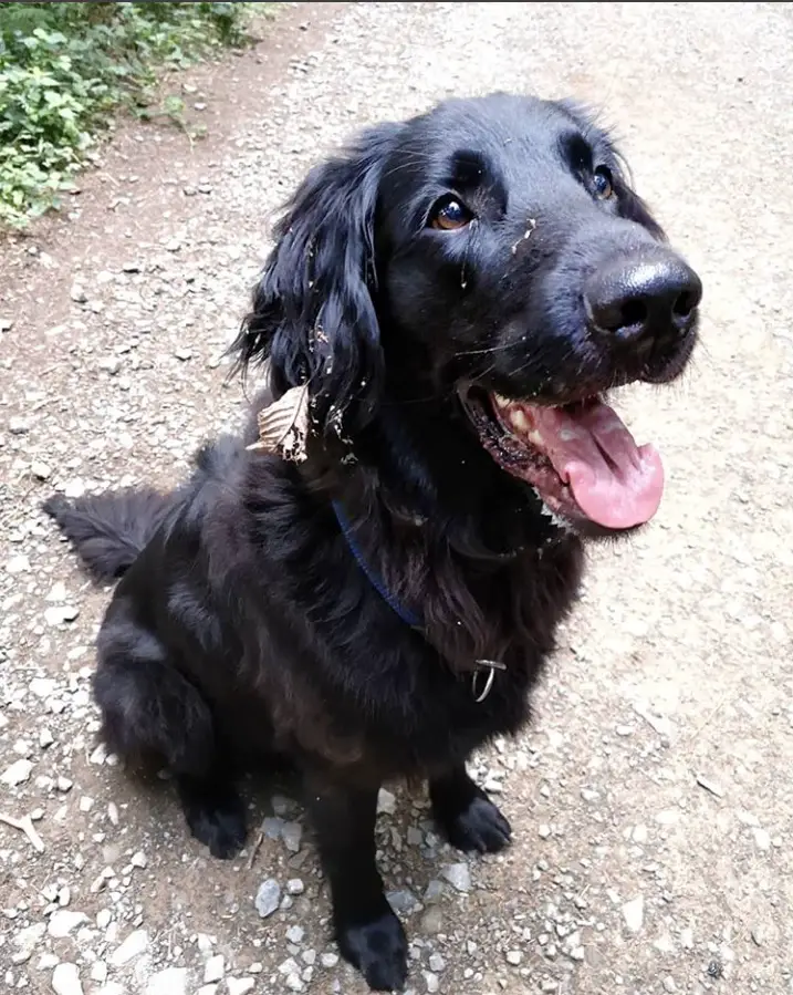 A black Flat-Coated Retriever sitting on the ground while looking up smiling