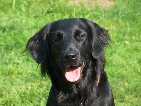 A Flat-Coated Retriever sitting on the grass while out tongue out