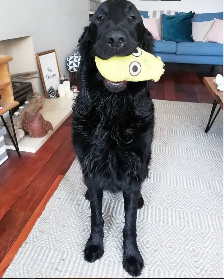 A Flat-Coated Retriever with a stuffed toy in its mouth while sitting on the carpet in the living room