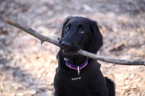 A black Flat-Coated Retriever with a branch in its mouth while looking up with its sad face