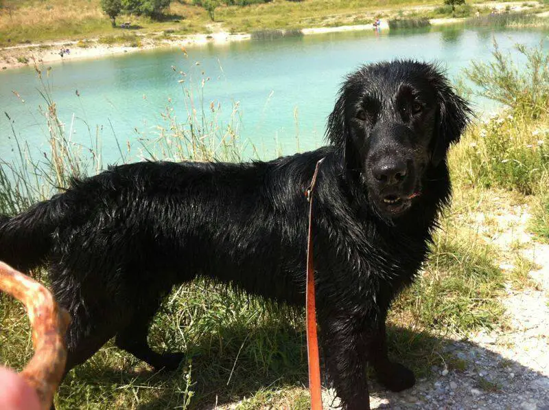 A wet Flat-Coated Retriever standing by the lake