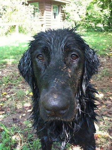 A wet black Flat-Coated Retriever standing in the yard
