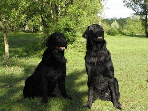 two Flat-Coated Retrievers sitting on the grass at the park