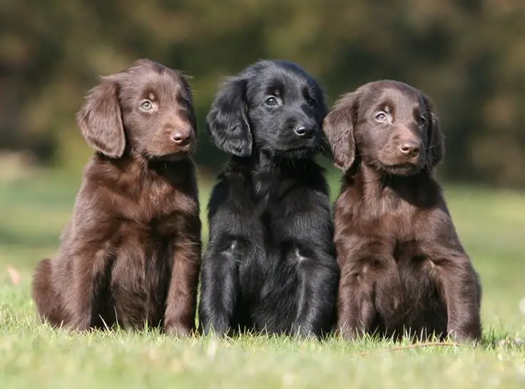 three Flat-Coated Retriever puppies sitting on the grass