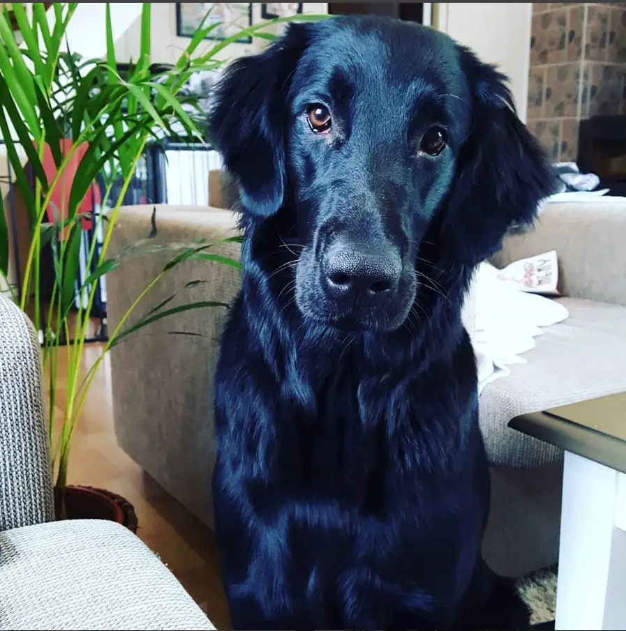 A Flat-Coated Retriever sitting on the floor in the living room