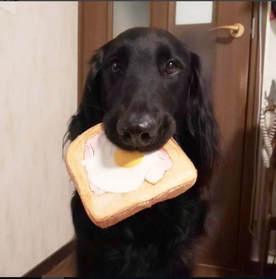A black Flat-Coated Retriever sitting on the floor with bread stuffed toy in its mouth