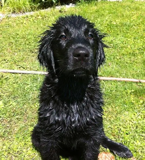 A wet Flat-Coated Retriever sitting on the grass