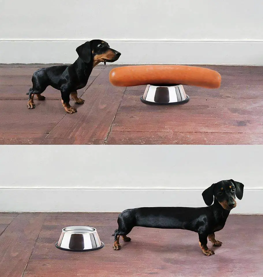 first photo with a Dachshund with short body standing on the floor in front of a sausage on top of the bowl and second photo of a long Dachshund next to an empty bowl