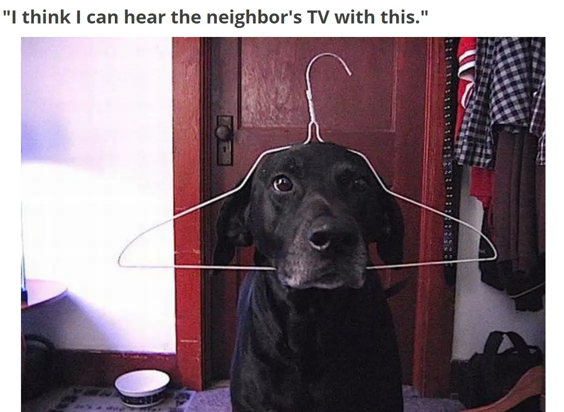 A black labrador with a a hanger stuck in its head photo with caption - I think I can hear the neighbor's TV with this.