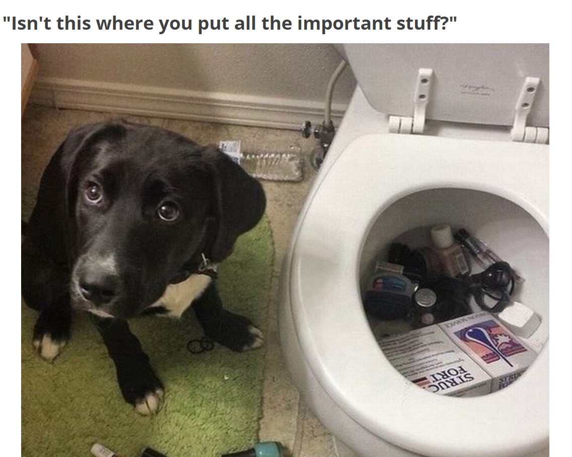 A black puppy sitting on the carpet next to a toilet bowl with things inside photo with caption - Isn't this where you put all the important stuff?