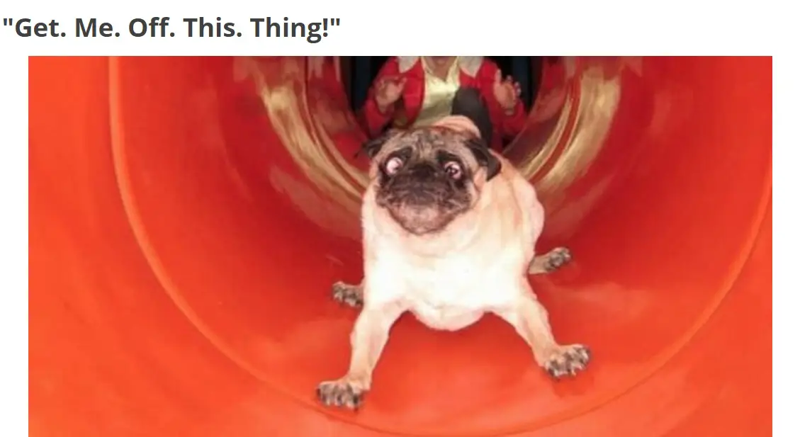 A pug sliding through the tunnel with its scared face photo with text - Get. Me. Off. This. Thing!