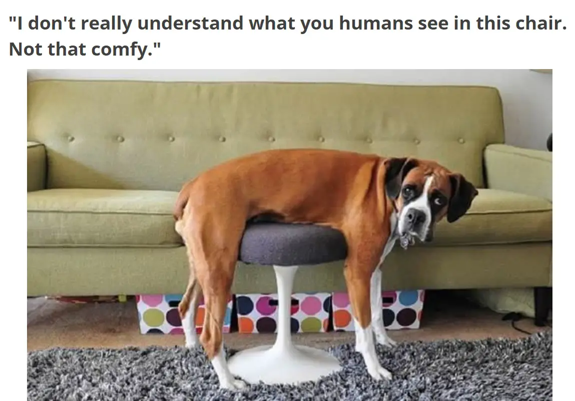 A Boxer dog lying on top of a small circle chair with its legs hanging to the floor photo with caption - I don't really understand what you humans see in this chair. Not that comfy.